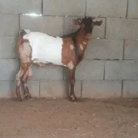کهره نر چپشت