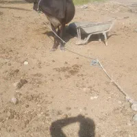 فروش گاو  شیری با گوساله|حیوانات مزرعه|جیرفت, |دیوار