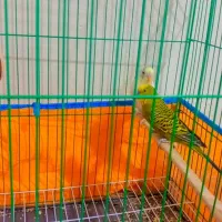 مرغ عشق جفت مولد با قفس