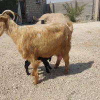 بزوکهره