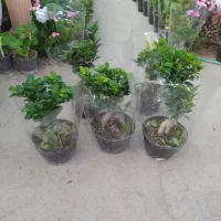 گل و گیاه آپارتمانی