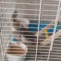 یک عدد عروس هلندی نر با قفس|پرنده|کرج, شهرک فهمیده|دیوار