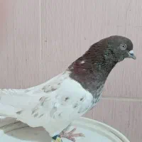 کفتر کله قرمز نر