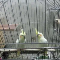 جفت عروس هلندی لوتینو رام معاوضه با قناری گیرینچیک|پرنده|خمینیشهر, |دیوار