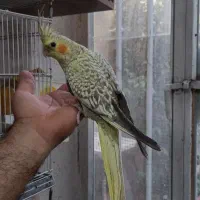 فروش عروس هلندی مولد. جوجه سرلاکی و...