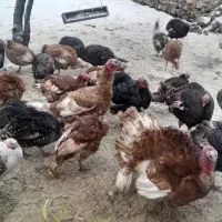 بوقلمون|لوازم جانبی حیوانات|مشگین شهر, |دیوار