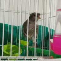 قناری نر و ماده