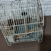 قفس سهره|لوازم جانبی حیوانات|رباط‌کریم, شهرک والفجر|دیوار