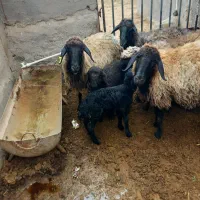 ۴راس میش بره فروشی