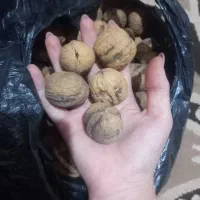 گردو