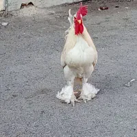 خروس 9ماهه ویک سال دوماه|حیوانات مزرعه|دوگنبدان, |دیوار