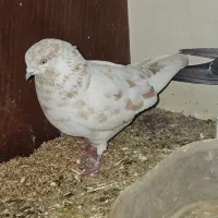 کبوتر پرشی|پرنده|شاهین‌شهر, عطار|دیوار