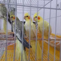 عروس هلندی مولد تضمینی|پرنده|بجنورد, |دیوار