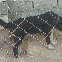 توله قدرجونی ماده|سگ|شوشتر, |دیوار