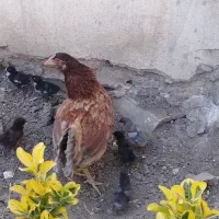 مرغ