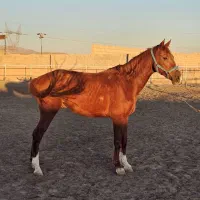 اسب|اسب و تجهیزات اسب‌سواری|سبزوار, قصبه غربی|دیوار