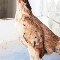 خروس .مرغ لاری|حیوانات مزرعه|قم, سربخش|دیوار