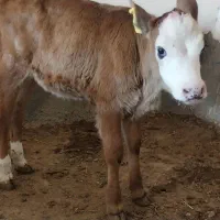 گاو... گوساله نر و ماده