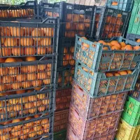 پرتقال تامسون و خونی (دوتن و نیم)|خوردنی و آشامیدنی|نوشهر, |دیوار