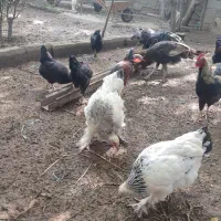 حیوانات مزرعه
