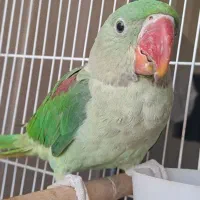 شاه طوطی|پرنده|مشهد, حجت|دیوار