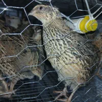 جوجه بلدرچین بلدرچ وتخم بلدرچین