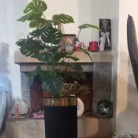 برگ انجیری ۲۴ برگ