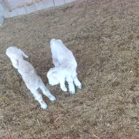 بره شیری نر فروشی