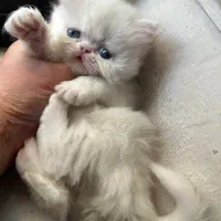 گربه|گربه|گرگان, |دیوار