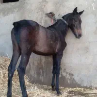 کره مادیان سه ماه کردی