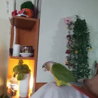 گرینچیک|پرنده|تهران, فلاح|دیوار