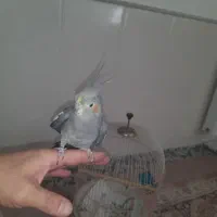 عروس هلندی|پرنده|قم, آذر (نکویی)|دیوار