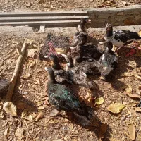 بوقلمون و اردک|حیوانات مزرعه|دماوند, دماوند|دیوار