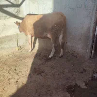 سلام گاو شیری