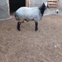 بره نرشال مناسب قوچ وکشتن