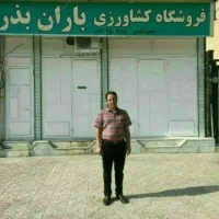بذر باقالا گرگانی برکت و هیستال زودرس موجود است