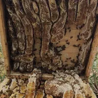 عسل و ژل رویال