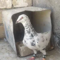 حیون گرفتنی