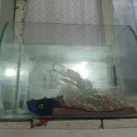 اکواریوم با ماهی۵ تا ماهی|ماهی|مشهد, رده|دیوار