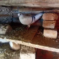 یه جوفت کبوترگوویه کبوتر هلندی ماده