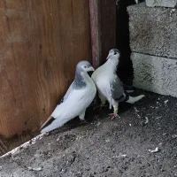 کوبوتر ساده چپ معاوضه