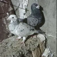 کبوتر جفتگاه|پرنده|مشهد, شهرک مهرگان|دیوار