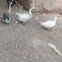 غازفروشی جوان|حیوانات مزرعه|تربت‌حیدریه, باغ ملی|دیوار