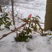 فروش مغازه با پیلوت