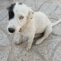 سگ پا کوتاه