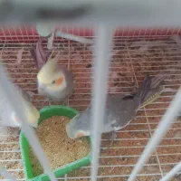 عروس هلندی|پرنده|مشهد, باغون آباد|دیوار