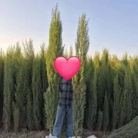 سرو ناز شیراز 2 متری و 2/75 متری ( عمده و خرده )