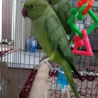 یگ جفت طوطی ملنگو