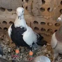 کفتر|پرنده|مشهد, موعود|دیوار