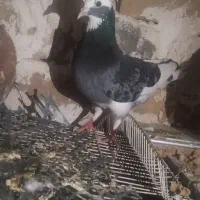 کفتر سبز پلنگ
